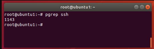Perintah pgrep di Ubuntu
